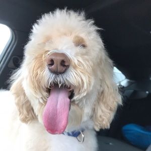 Meet your Posher, Kelly